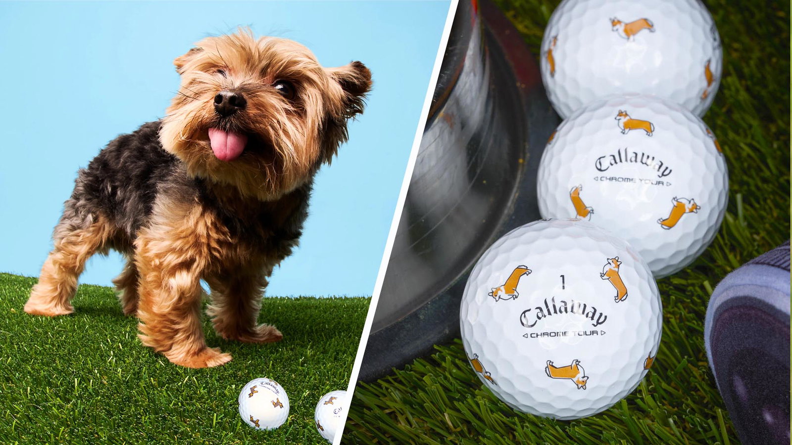 If you invest in one thing this month, make it Callaway's Dog