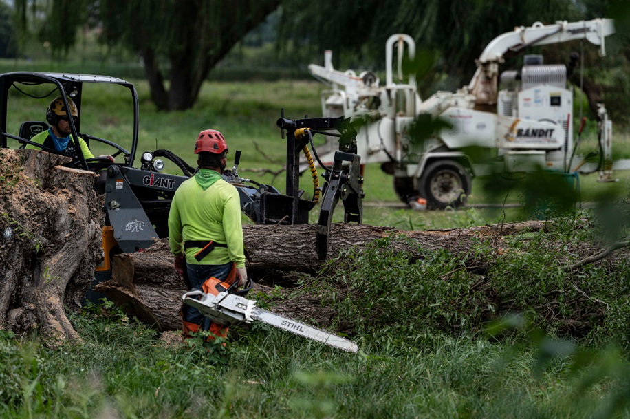 Workers cut trees at East Potomac 