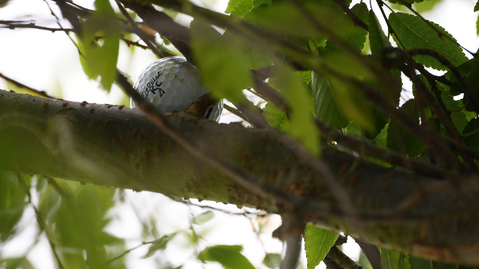 Mackenzie Hughes' golf ball STAYS IN A TREE at the US Open!