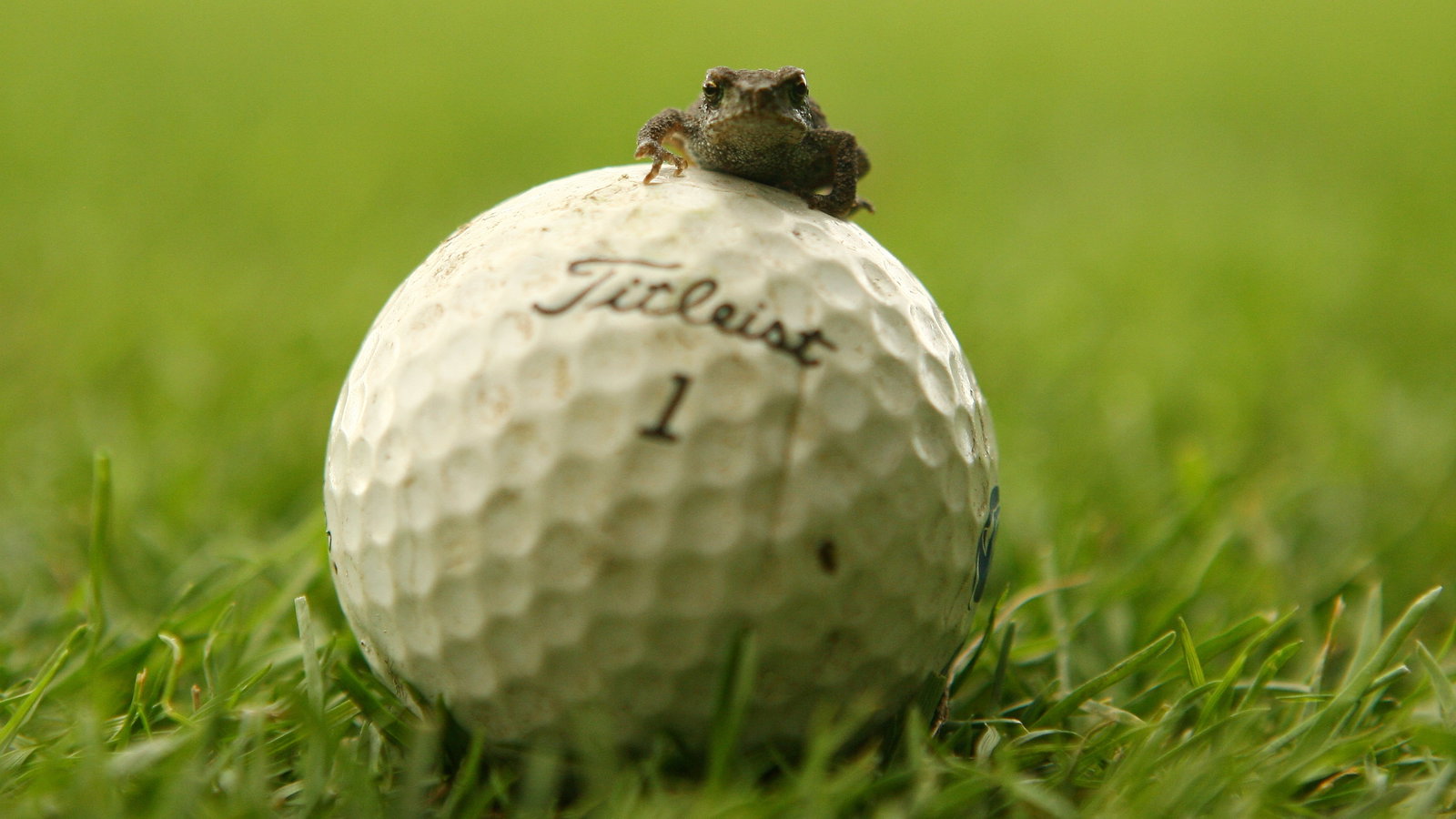 Golf's governing bodies partner with GEO foundation to improve sport's environmental footprint