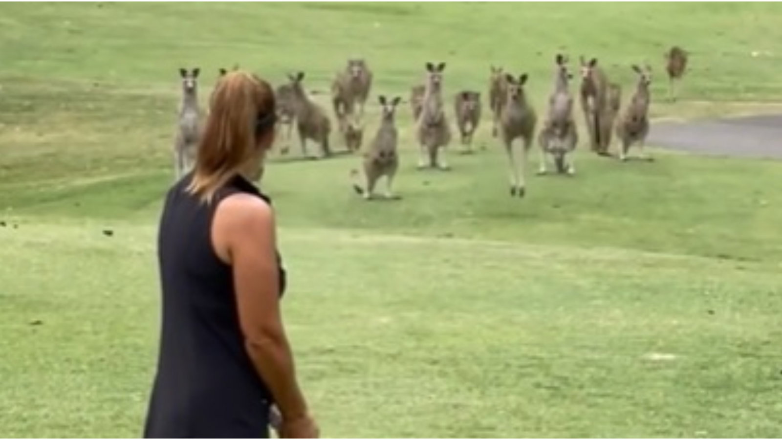 "Only in Australia": Fans react on Instagram as woman MOBBED by kangaroos on tee