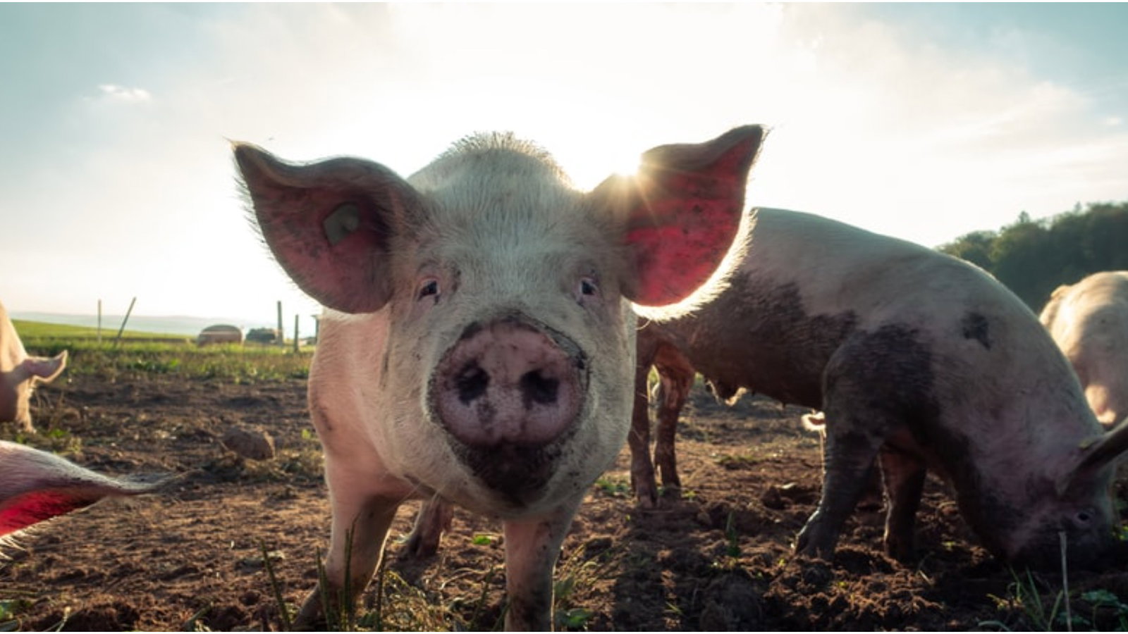 Two wild pigs ATTACK golfers at UK golf club and force closure for six hours