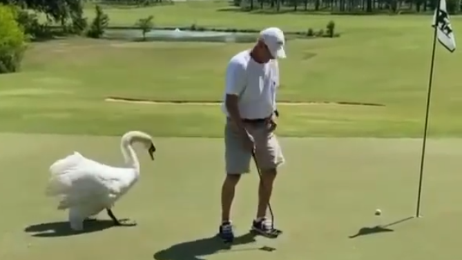 Golfer gets attacked by a SWAN while he's on the putting green!