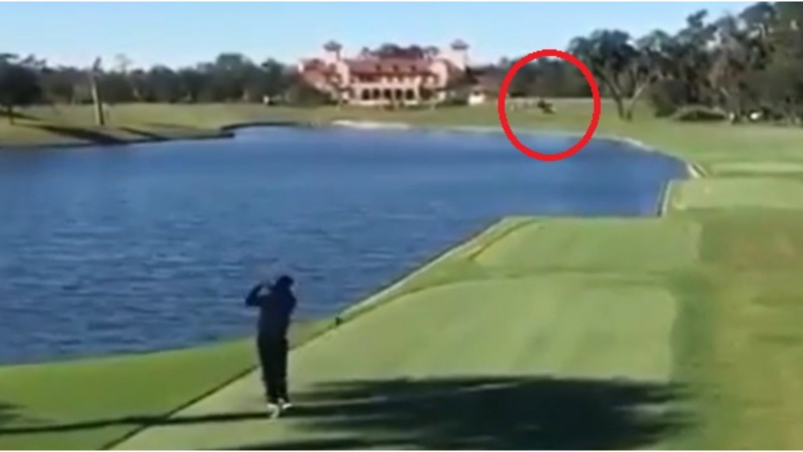 Golf rules: This player hit a BIRD with his tee shot, but what happens next?!