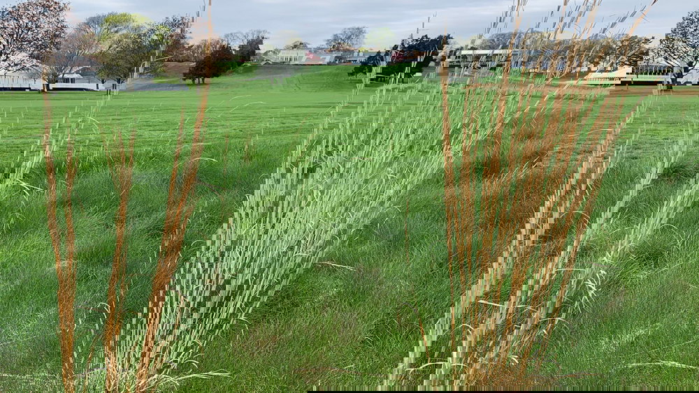 WATCH: Matt Fitzpatrick shows just how DEEP the US PGA rough is...