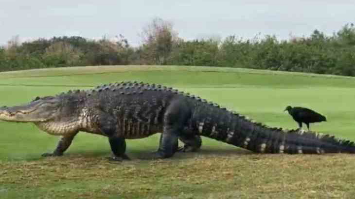 Famous 15-foot gator makes another golf course appearance 