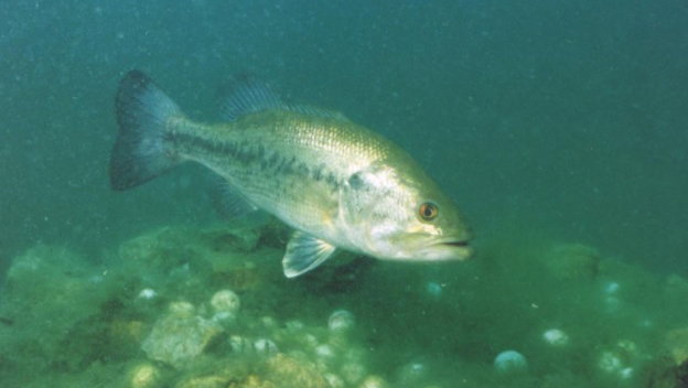 the fish food golf balls you can hit into the sea