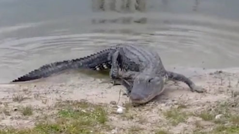 alligator eats golf ball