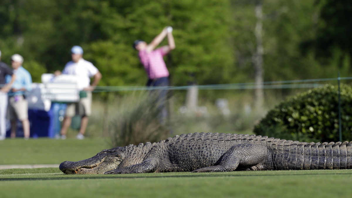cleveland putter saves golfer in alligator attack