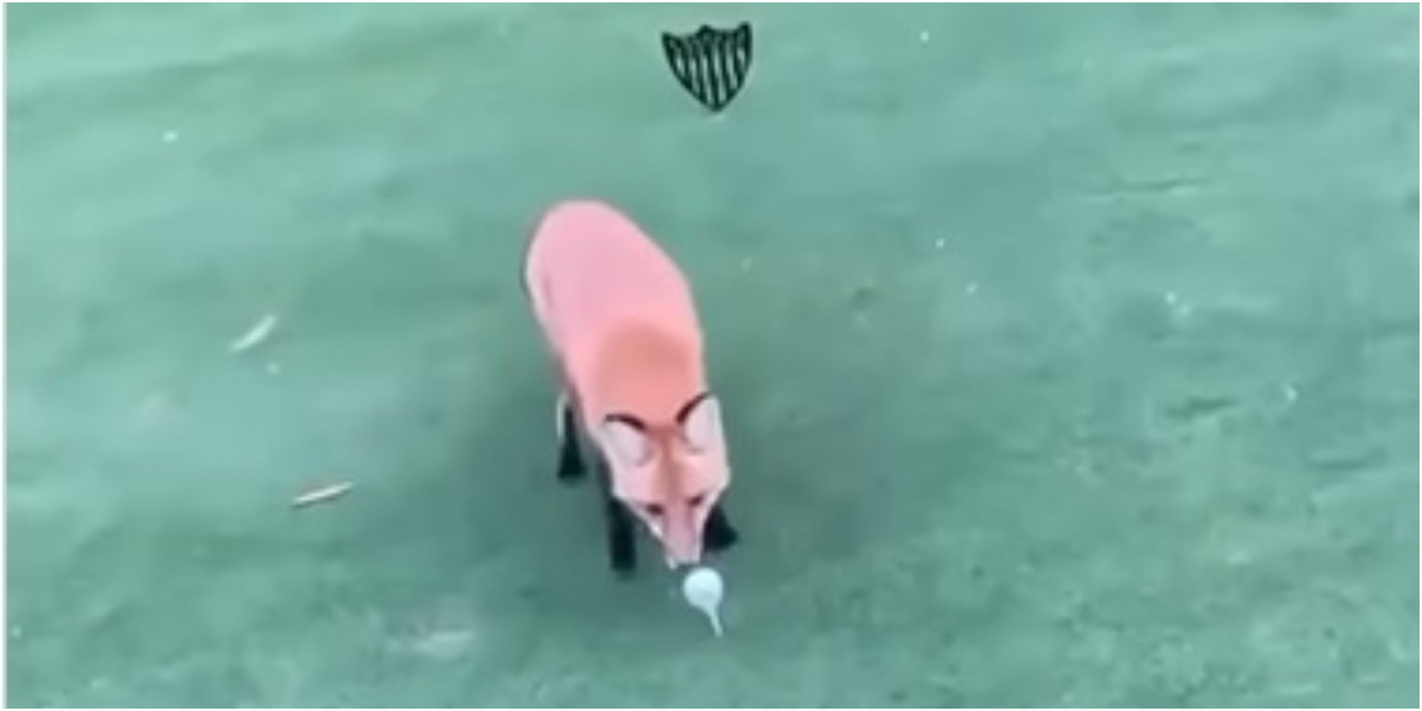 WATCH: Cheeky fox STEALS golf ball on tee box then does a runner into the woods