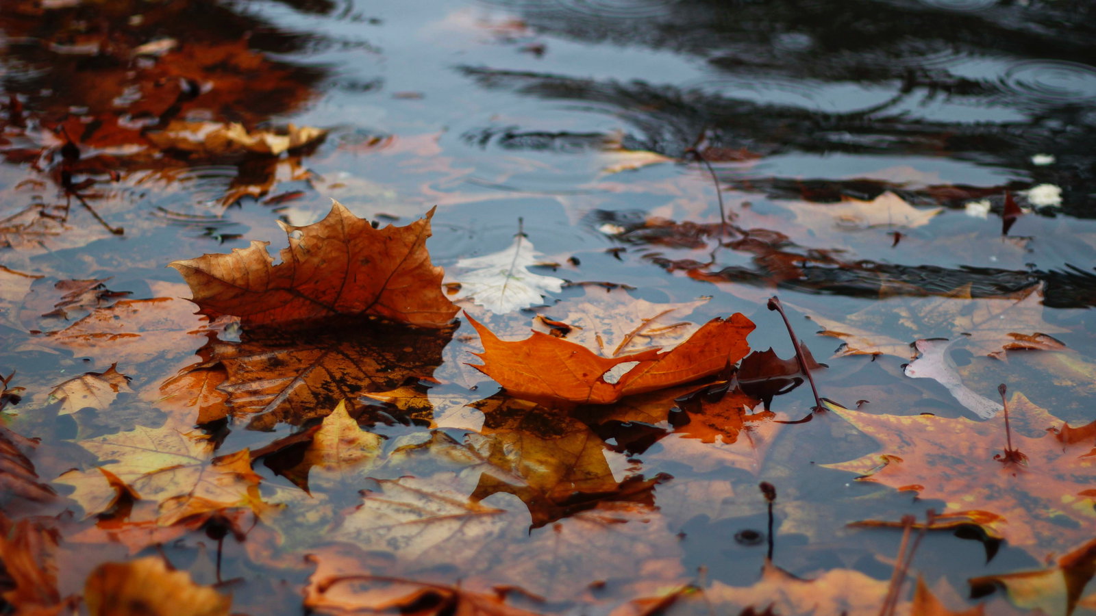 REVEALED: The UKs WETTEST and DRIEST golf courses in 2022