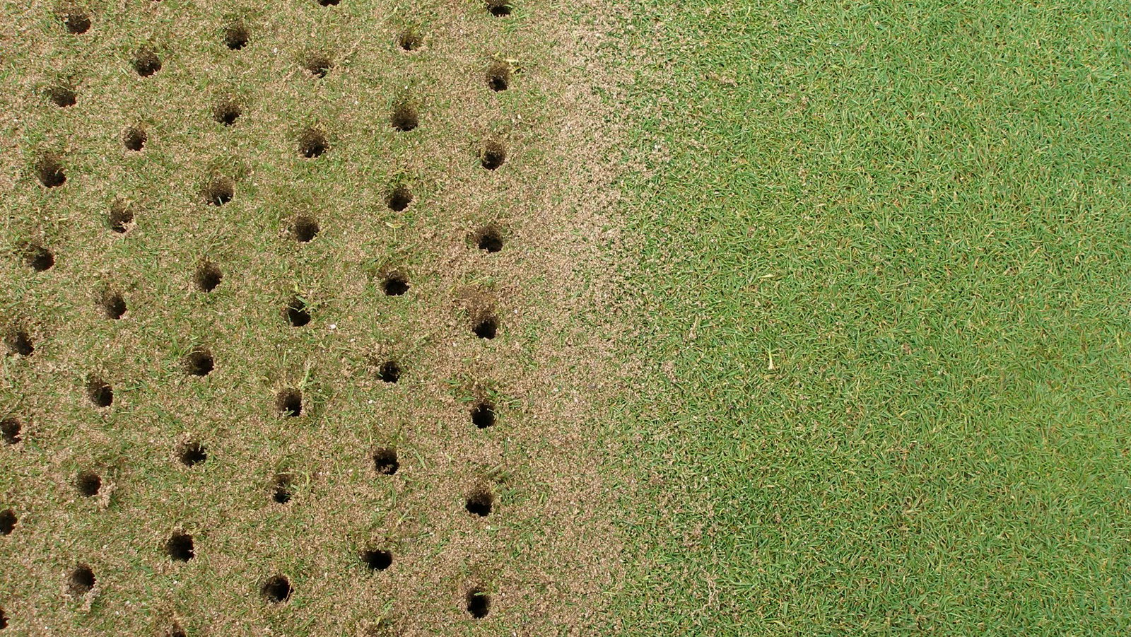 Why is it important to poke holes in your greens?