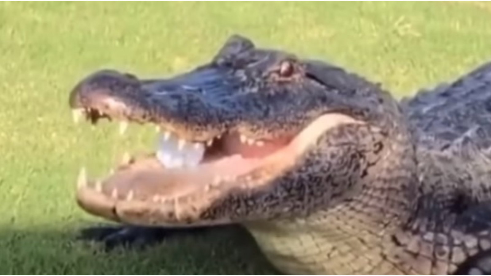 WATCH: Alligator (from Happy Gilmore?!) steals golf ball from amateur player