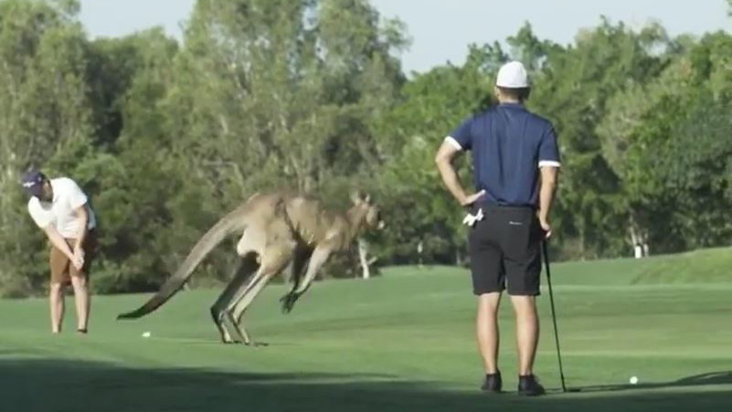Golfer has his ball kicked away by a KANGAROO, but what's the ruling?