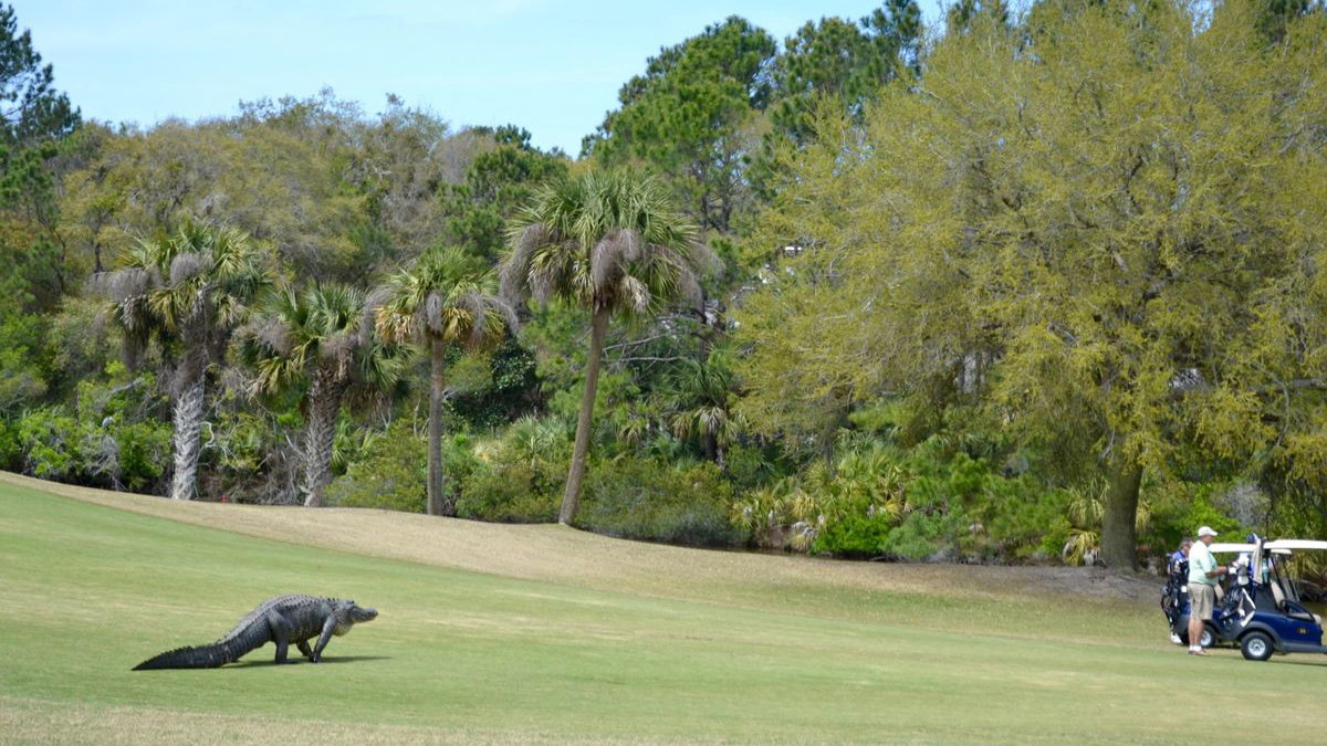 alligator dinosaur spotted at kiawah island golf course