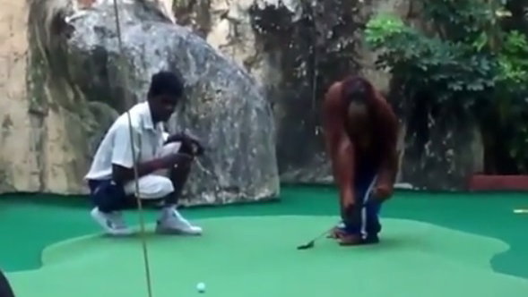 This orangutan is a better putter than most!