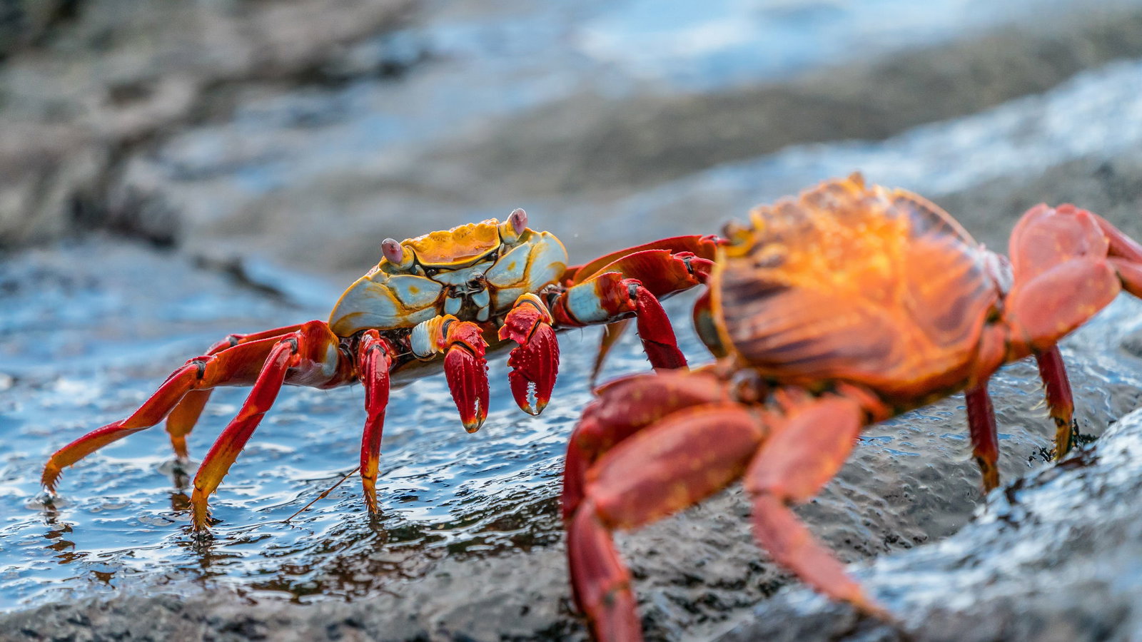 GIANT CRAB clashes with golfers and then SNAPS CLUB IN HALF!