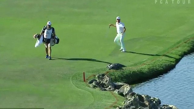 smylie kaufman freaks out over alligator at bay hill