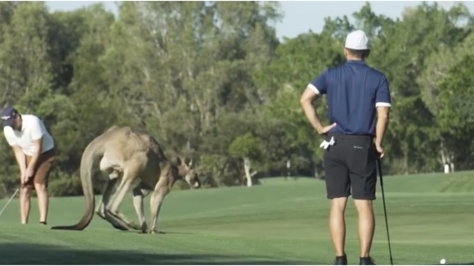 Golf rules: What do I do if a MASSIVE kangaroo interferes with my putt?