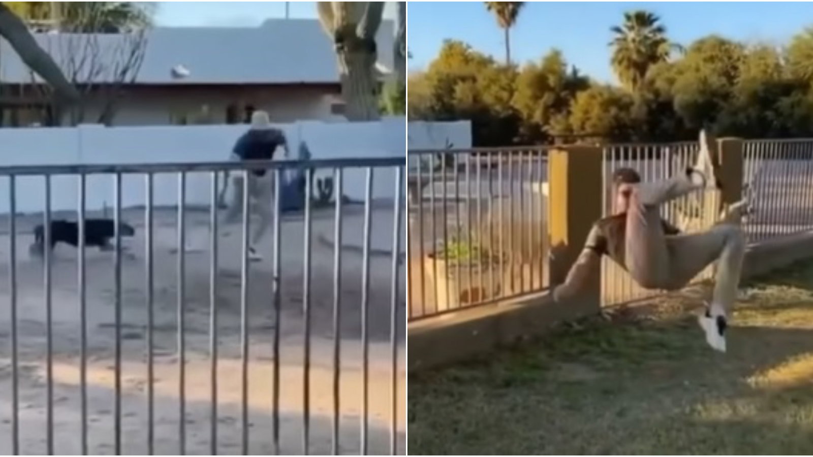 Golfer skips fence, grabs lost ball and SOMERSAULTS to safety as dog chases him