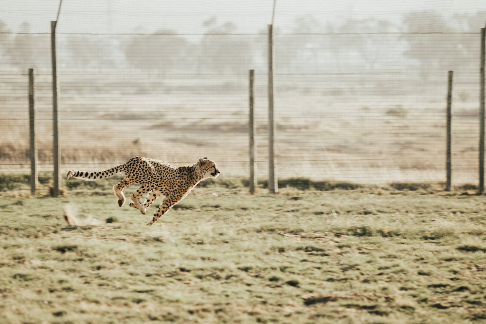 WATCH: Would you peg it up with this WILD CHEETAH on the tee box?